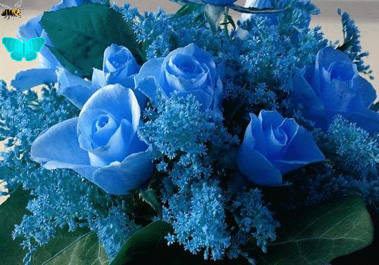 http://img6.dreamies.de/img/102/b/xll5g8zz96s.gif